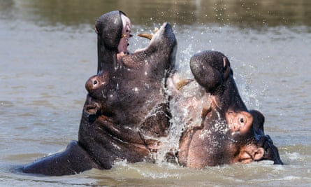 Playful young hippos show their teeth as they splash around in the water.