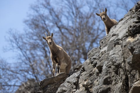 Cabras selvagens procuram comida no Parque Nacional do Vale de Munzur, em Tunceli, Turquia.