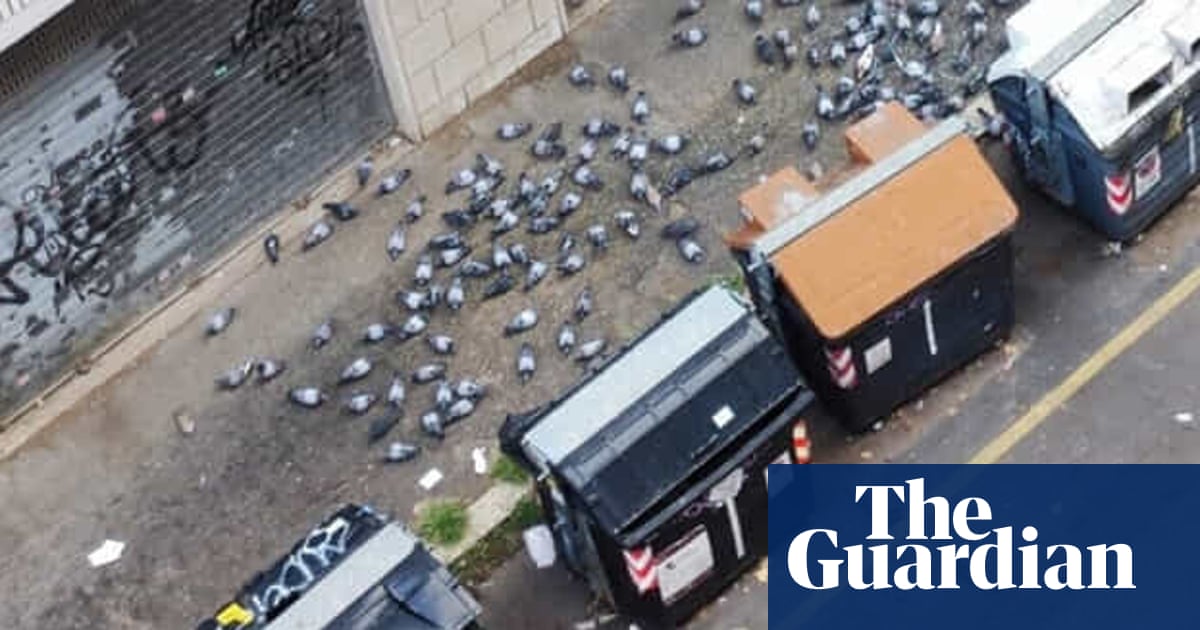Rome woman banned from feeding birds amid neighbours’ pigeon ‘hell’