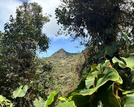 A mountain towering over tropical vegetatian in the cloud forest in Ecuador.