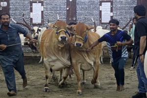 Livestock vendors parade cattle at a market