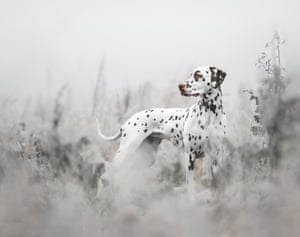 Portrait and landscape, 2nd place Sophia Hutchinson. Amber the Dalmatian had gone through two serious leg operations as a puppy and this shot was captured during one of her first off-lead walks since her recovery in Leamington Spa, Warwickshire, England.