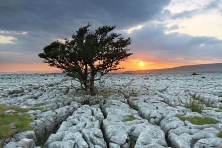 The sunsets behind a lone tree on the limestone pavement