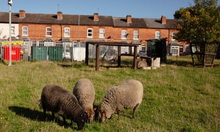 Three sheep grazing on grassland with a row terrace houses in the background