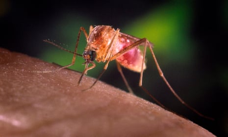 A female Culex quinquefaciatus female mosquito feeds on human blood. This species is a known vector for West Nile virus.