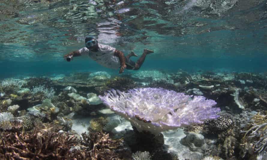 A snorkeler observes coral bleaching in the Maldives.