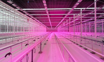 Pink lighting inside Glass Pharms’ production facility