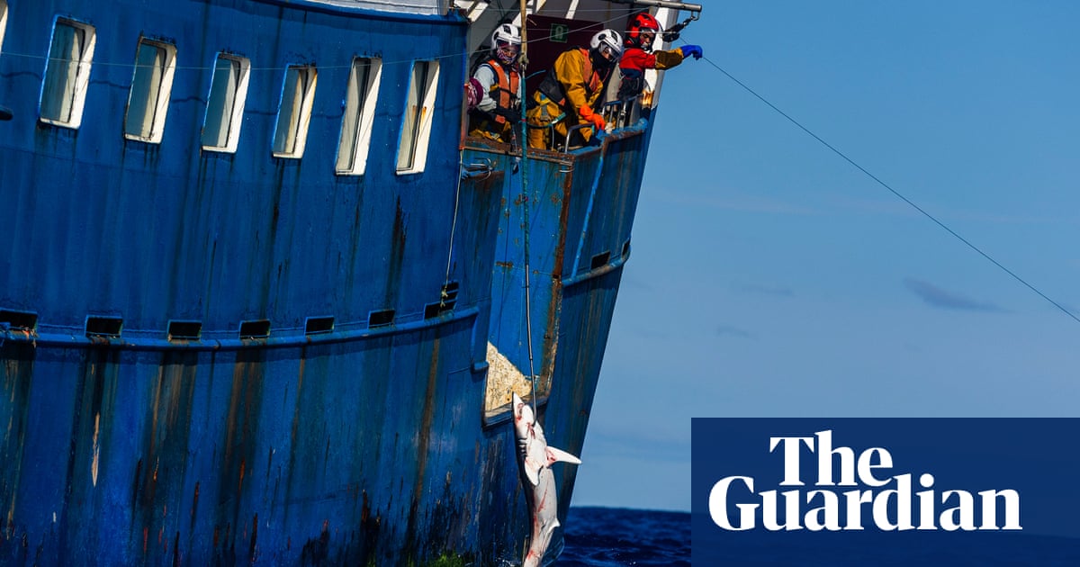 Endangered sharks being killed at alarming levels in Pacific, Greenpeace claims, after cutting 20km of vessel's longline