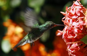 Um beija-flor coleta néctar de flores em Carabobo, Venezuela