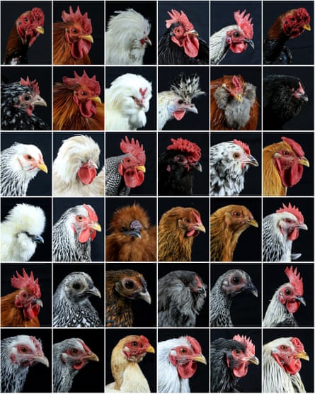 Various species of chickens and roosters