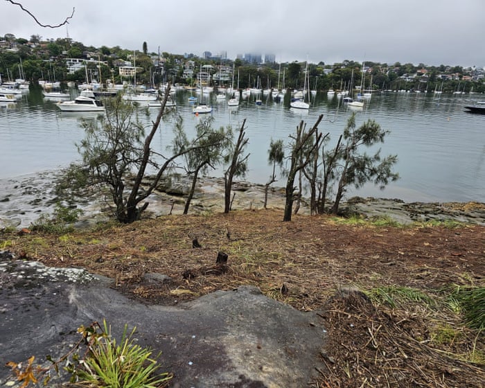 Sydney gardener fined almost $200,000 for removing 287 trees to improve harbourside mansion’s water views — image supplied by The Guardian World's feed
