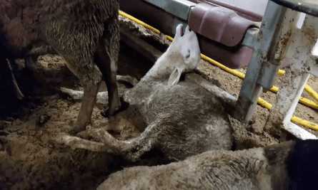 A lamb lies in the bog, a mass of faecal matter and urine, that has built up in the pens of the live export ship Awassi Express on a voyage from Fremantle to the Middle East in August 2017.