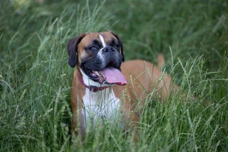 Dusty the boxer.