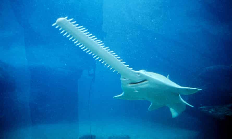 9 Rarest Animals On The Planet 9 9 Rarest Animals On The Planet