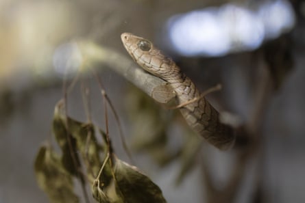A boomslang snake.