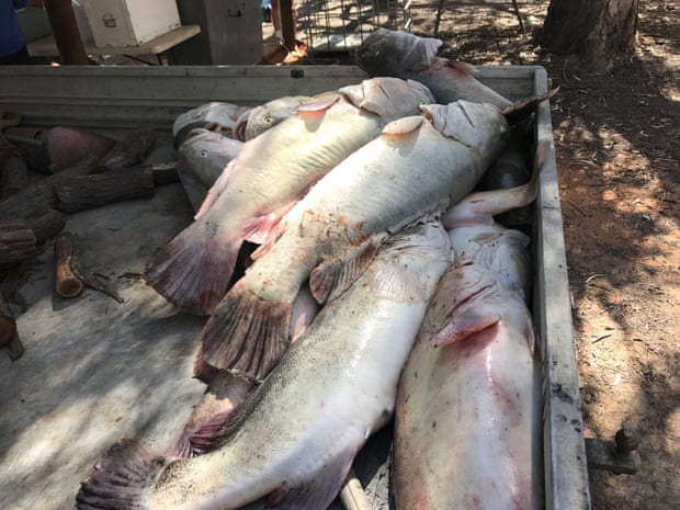 Fish kill at Menindee on the Darling River.