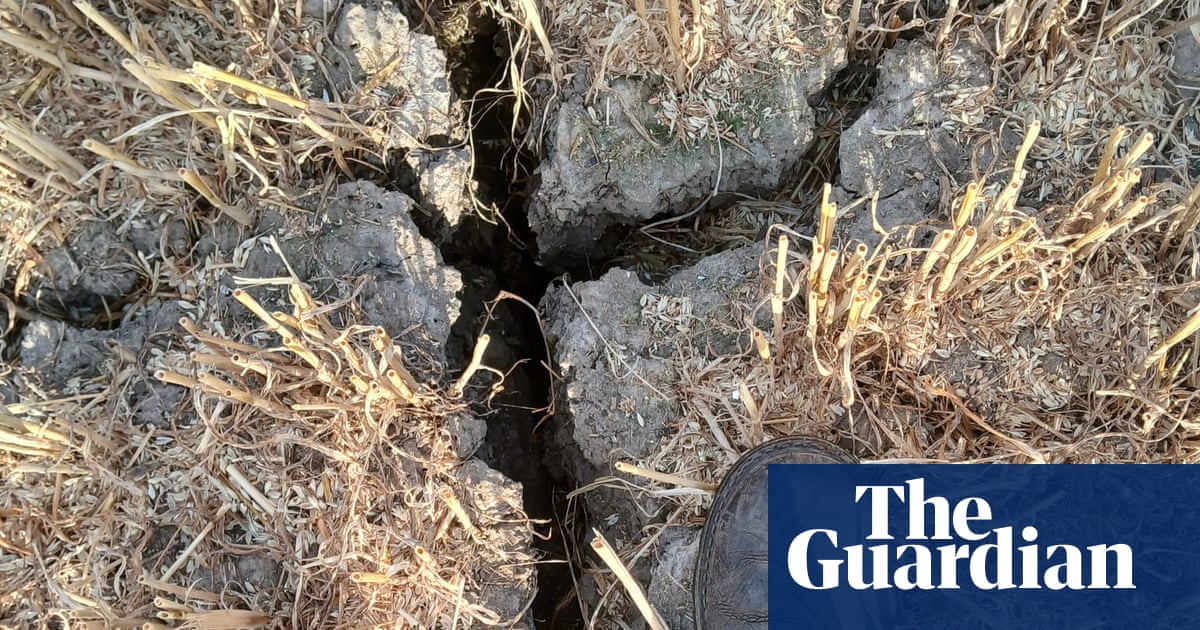 Country diary: This is how bad the heatwave has got for us arable farmers – I’m going on holiday | Colin Chappell