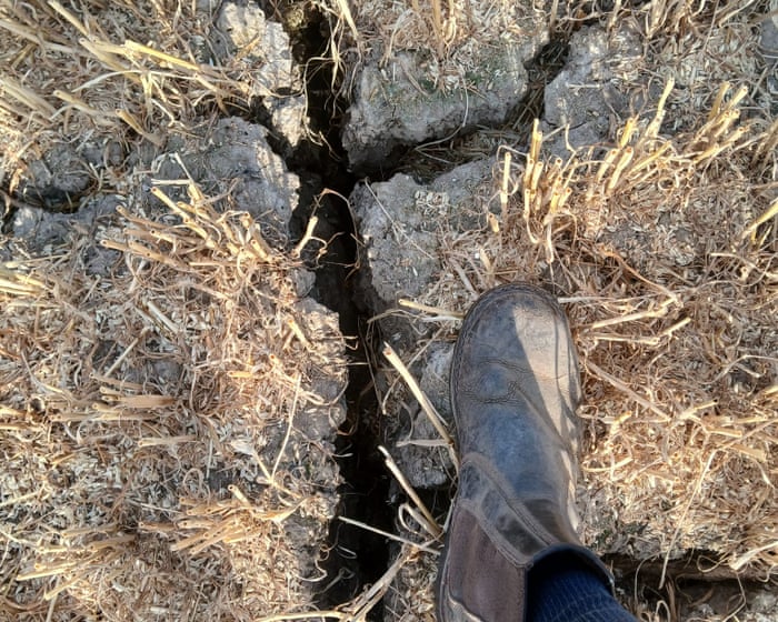 Country diary: This is how bad the heatwave has got for us arable farmers – I’m going on holiday | Colin Chappell