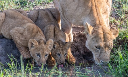 Lions in the Masai Mara, Kenya.