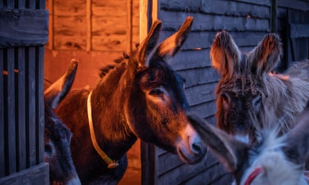 Donkeys in their barn at night at The Donkey Sanctuary Sidmouth