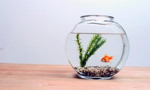 Goldfish in fisbbowlGettyImages-80122512