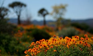 Wild flowers in the fynbos, north of Cape Town.