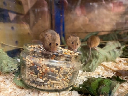 Harvest mice
