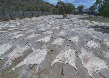 Donkey skins drying in the sun at a licensed donkey slaughterhouse in Baringo, Kenya.