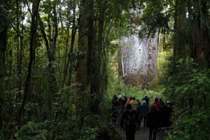 New Zealand, North Island. Tane Mahuta, the giant kauri tree in the Waipoua Forest on the North Island of New Zealand.