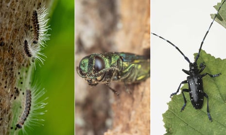 Montage showing the oak processionary moth, emerald ash borer and citrus longhorn beetle.