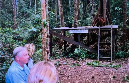 Attenborough at a orangutan feeding platform.