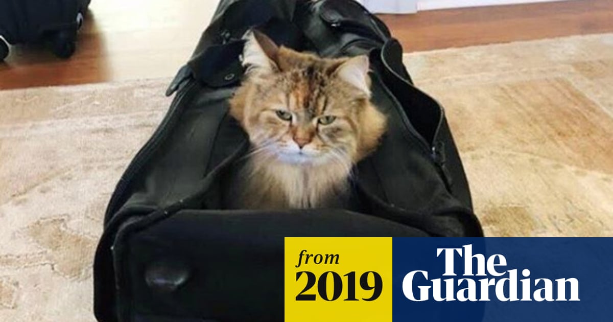 Cat Lovers Question Ethics Of Nicole Kidman Hiking With Pets In Backpack Nicole Kidman The Guardian Cat Lovers Question Ethics Of Nicole Kidman Hiking With Pets In Backpack Nicole Kidman The Guardian