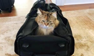 Ginger, Nicole Kidman’s cat, in a suitcase.