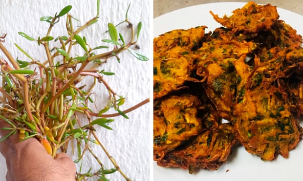 Sea Purslane and fritters.