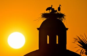 Storks are silhouetted against the sun and orange sky on a nest on top of an old building