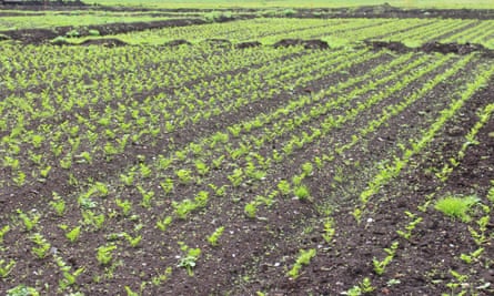 Celery plants in a re-wetted peatland field.