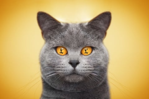 Illustration of a grey cat with pound signs in its eyes