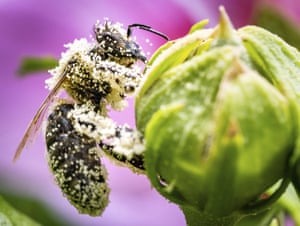 A bee covered with pollen rests on the bud of a hibiscus bush in a Frankfurt garden, Germany