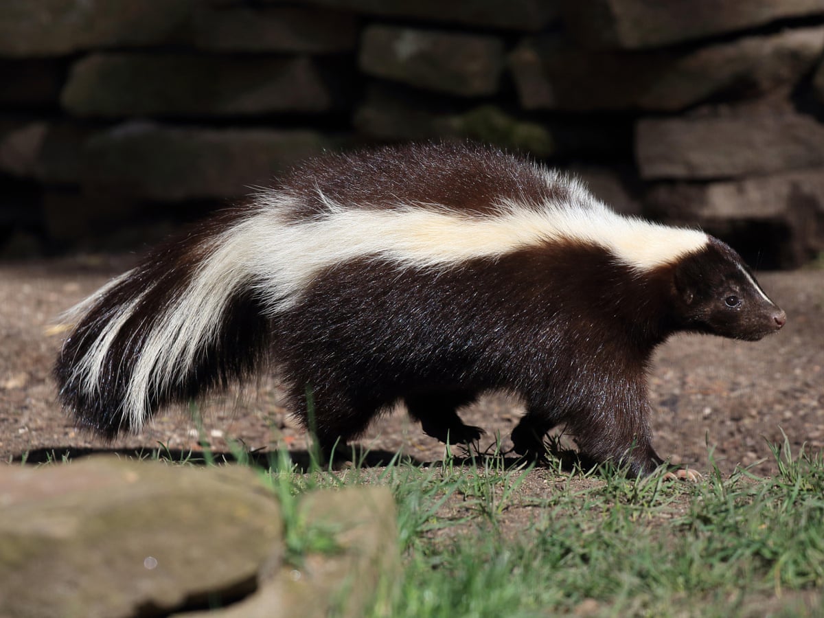 Skunks As Pets
