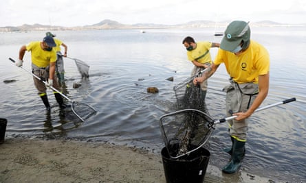 Workers collecting dead fish