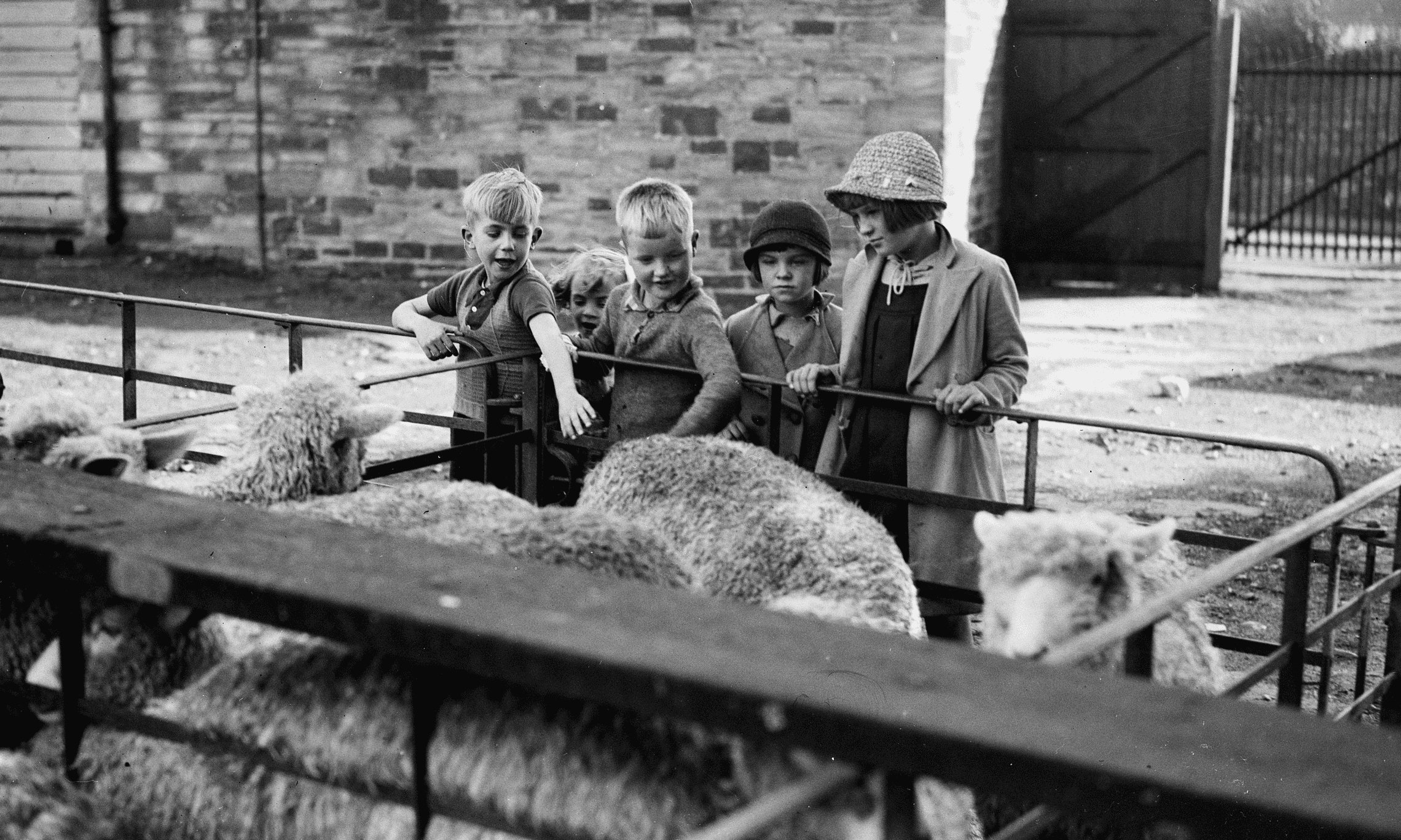 Children looking at sheep in a pen at Bodmin Market
