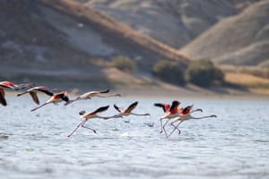 Flamingos at the Bird Sanctuary near the Sariyar Dam in the Cayirhan township of Ankara’s Nallihan district, Turkey. Birds that spend the summer months here migrate south in the winter