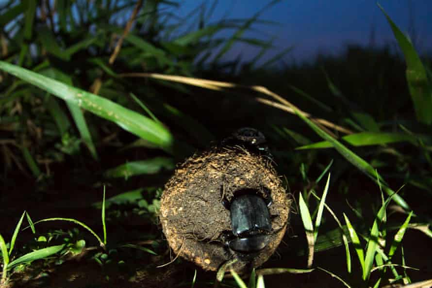 A dung beetle pushing a ball at night.