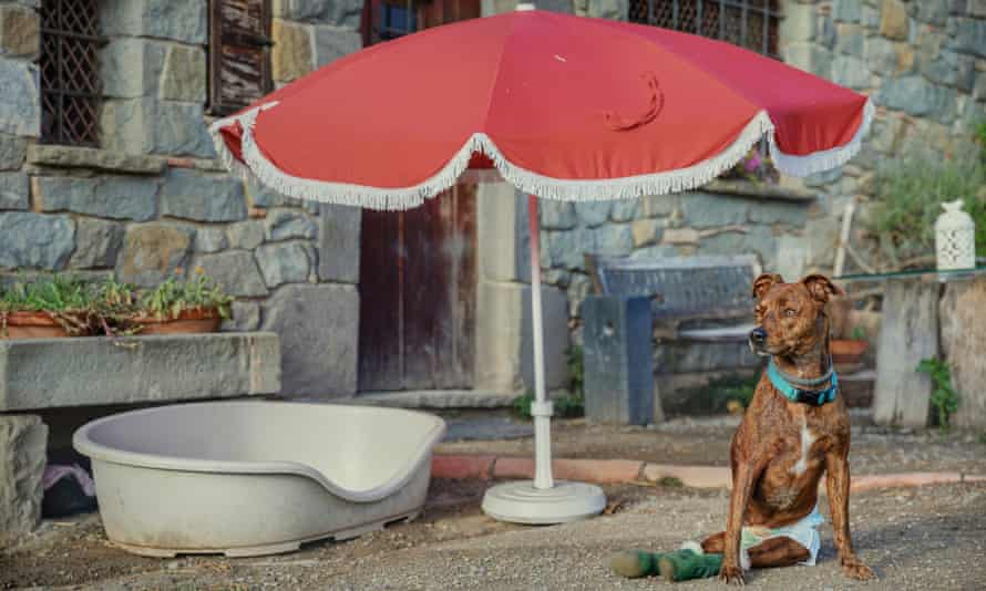Neo the pitbull at El Hogar animal sanctuary in Spain