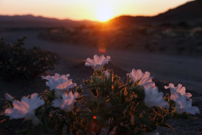 Flowers bloom in the Atacama desert