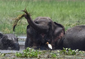 A wild Asiatic elephant eats water hyacinth in a wetlands area on the outskirts of Guwahati, in India’s northeastern state of Assam