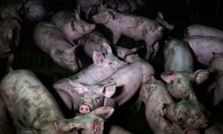 Undercover footage at French pig farm shows 'abusive' conditions | Animal  welfare | The Guardian