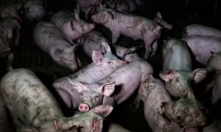 Undercover footage at French pig farm shows 'abusive' conditions | Animal welfare | The Guardian Undercover footage at French pig farm shows 'abusive' conditions | Animal welfare | The Guardian