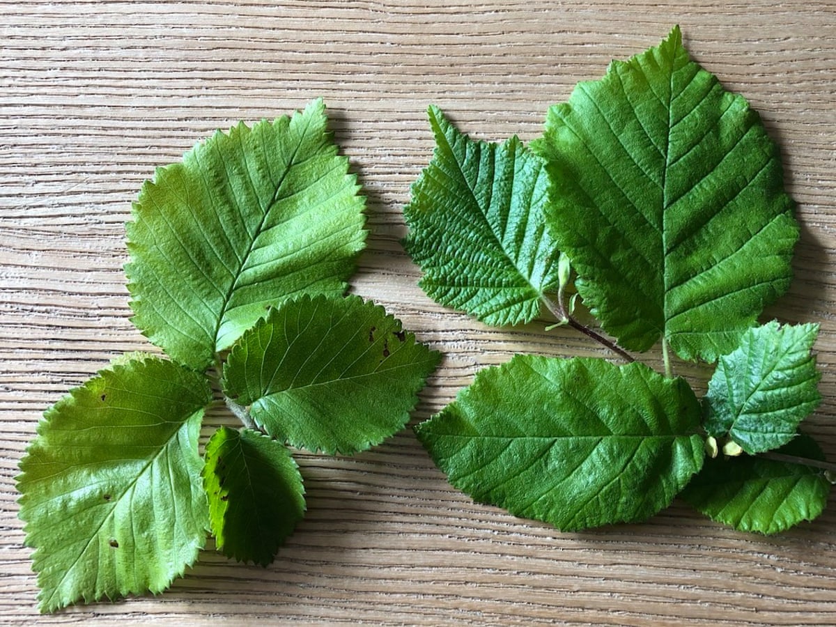 Country Diary It S Hard To See How English Elms Can Have Survived