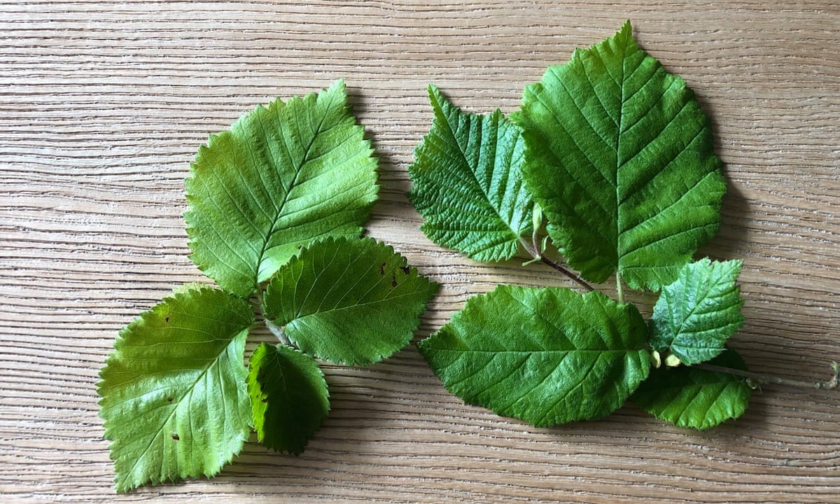 Country Diary It S Hard To See How English Elms Can Have Survived Trees And Forests The Guardian